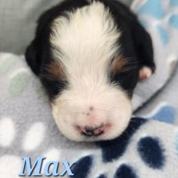Max - Black rust and white male Bernese Mountain Dog puppy in Auburn, Indiana from Swamp Creek Berners