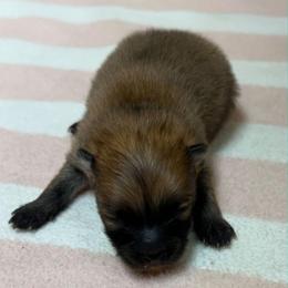 Orion - Wolf sable male Pomeranian puppy in Byron, Georgia from Tracys Pom Palace