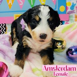 Amsterdam - Tri-color female Bernedoodle puppy in Beecher, Illinois from Erica’s Doodles
