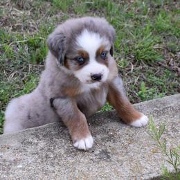 Quiz - Blue merle male Australian Shepherd puppy in Falcon, Missouri from www.maubachranch.com