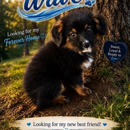 Wave - Black tri male Miniature Australian Shepherd puppy in Idalou, Texas from Lonesome Pine Mini Aussies