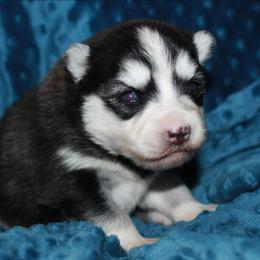 Lora - Black and white female Pomsky puppy in Mc Callsburg, Iowa from SZ Rolling Acres LLC