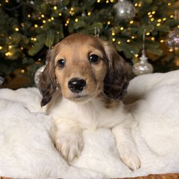 Saffron - Dapple male Dachshund puppy in Santa Rosa, California from Signatures Mini Dachshunds