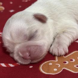Aspen - Cream and white female Shih Tzu puppy in Lakeland, Florida from Sunshine Shih Tzus