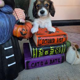 Zoro - Piebald male Dachshund puppy in Temple, Texas from Wiener Works Co.