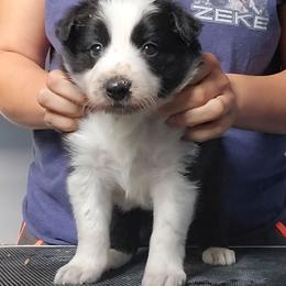 Token - Black and white male Border Collie puppy in Ocala, Florida from Oddity Kennels