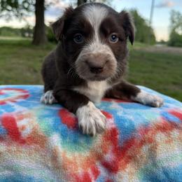 Boy 3 - Red tri-color male Australian Shepherd puppy in Hillsboro, Illinois from Perfect Paws Puppies