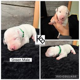 Boy 4 - White and black male Dalmatian puppy in Colome, South Dakota from KB Ridgebacks and Dals, LLC