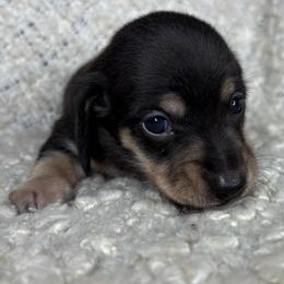 Jason - Black and cream male Dachshund puppy in Tulare, California from Dreamy Creamies