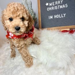 Holly - Cream female Cockapoo puppy in Denver, Pennsylvania from Greenview Puppies