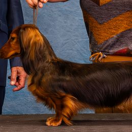 Isabella - Dachshund