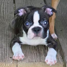 Obi Wan - Brindle and white male Boston Terrier puppy in Chickamauga, Georgia from Aiguier's Bostons