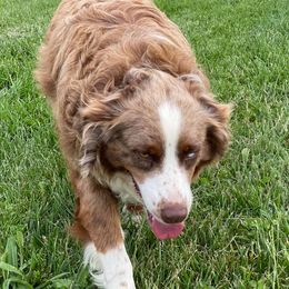 Aussiedoodle, Australian Shepherd, Miniature American Shepherd, and Poodle All Grown Up from Mammydoodles282