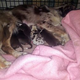 Australian Shepherd Puppies from BJ's Aussie