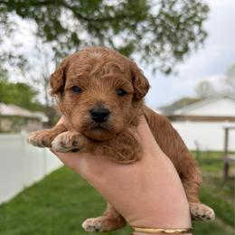 Archer - Apricot male Poodle puppy in Morehead, Kentucky from Paw Perfect Pets