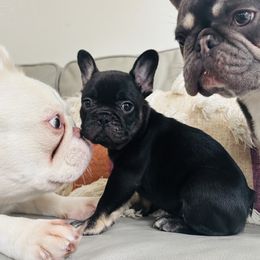 Sao Paulo - Black and tan male French Bulldog puppy in Olympia, Washington from Matra French Bulldogs