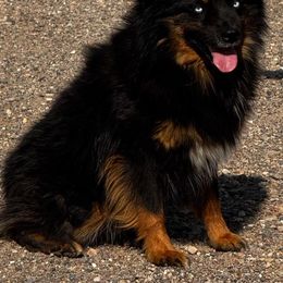 Rambo - Black tri male Miniature Australian Shepherd puppy in Kim, Colorado from KNJ Aussies