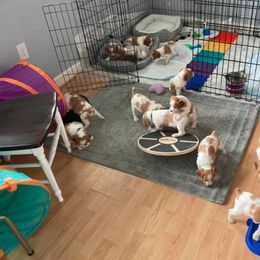 Brittany Puppies from Fox Mtn Brittanys