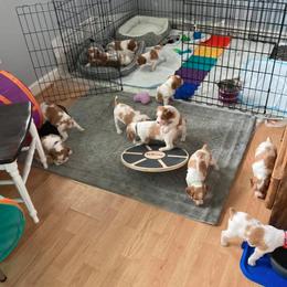 Brittany Puppies from Fox Mtn Brittanys