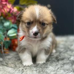 Milky Way - Sable and white male American Corgi puppy in Missouri from Country Legends Aussies & Corgis