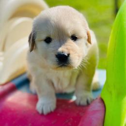 Fergie - Golden female Golden Retriever puppy in Saint Pauls, North Carolina from Copperfield’s Goldens