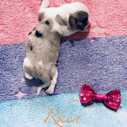 Rhea - Blue merle and white female American Corgi puppy in Cocoa, Florida from Cascadian Space Coast Corgis LLC