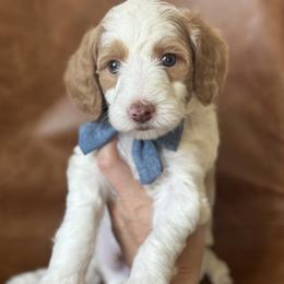 Blitz - Parti male Goldendoodle puppy in Escalon, California from Miley&Co.
