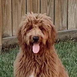 Aussiedoodle and Goldendoodle All Grown Up from Hunting Creek Kennels