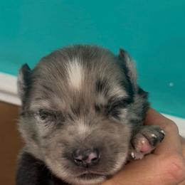 Zephyr - Merle male Pomsky puppy in Spring Hill, Florida from PDQ Pomskies