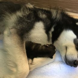 Alaskan Malamutes from Wild Night Alaskan Malamutes