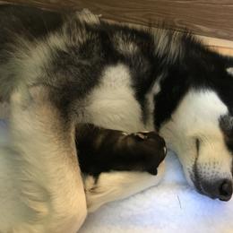 Alaskan Malamutes from Wild Night Alaskan Malamutes