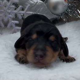 Minnie - Black and tan female Dachshund puppy in Desloge, Missouri from Snows Doxies