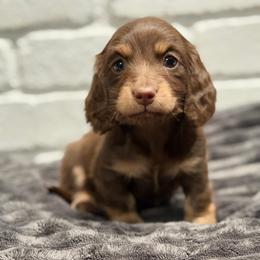 Hudson - Chocolate and cream male Dachshund puppy in Red Bluff, California from Down The Hill Potterdale