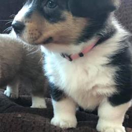 Pembroke Welsh Corgis from Corgis and Carriages