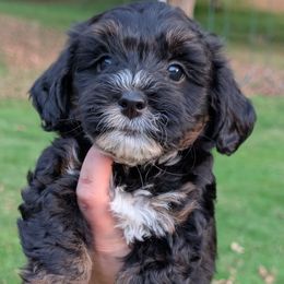 Latte - Black and tan female Yorkipoo puppy in Coshocton, Ohio from Forever Family Puppies