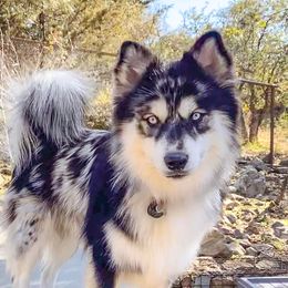 Big Mac - Pomsky