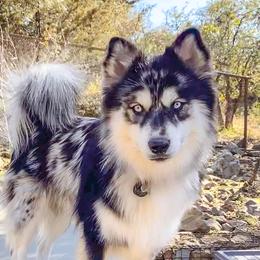 Big Mac - Pomsky