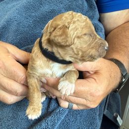 Male Black Collar(Romeo) - Red  male Goldendoodle puppy in Cape Coral, Florida from GoldenDoodles Cape Coral