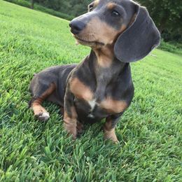 Dixie - Blue and tan female Dachshund puppy in Sylvania, Alabama from Turner Delightful Dachshund Farm