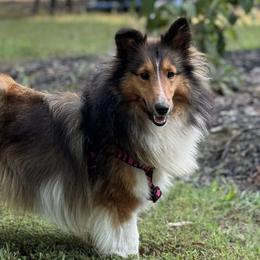 Pumpkin - Shetland Sheepdog