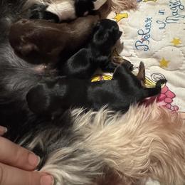 Yorkshire Terrier Puppies from Baby Blue Yorkies