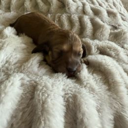 Shaded Cream Girl 1 - Cream female Dachshund puppy in Swanton, Ohio from Mighty But Mini Dachshunds