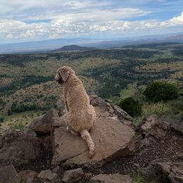 Aussiedoodle and Goldendoodle Puppies from Garside Doodles