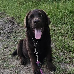 MoJo - Labrador Retriever