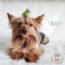 Wicket - Yorkshire Terrier