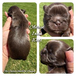 Astrid - Chocolate female Shih Tzu puppy in Maize, Kansas from Air Capital Shih Tzu Puppies