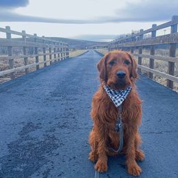 Labradoodle All Grown Up from Jaci Schork's Labradoodles