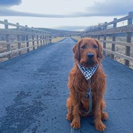Labradoodle All Grown Up from Jaci Schork's Labradoodles