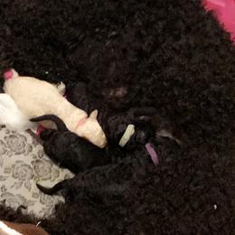 Goldendoodle Puppies from Zeusthemoosedoodles