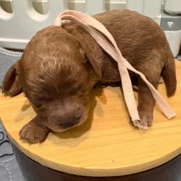 Light Pink (AKC) - Apricot female Poodle puppy in Tupelo, Mississippi from Ruby D. Farms